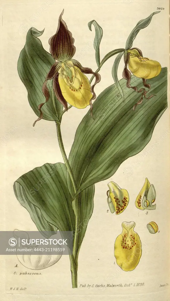 Botanical print by Sir William Jackson Hooker, FRS, 1785 - 1865, English botanical illustrator. He held the post of Regius Professor of Botany at Glasgow University, and was Director of the Royal Botanic Gardens, Kew. From the Liszt Masterpieces of Botanical Illustration Collection.