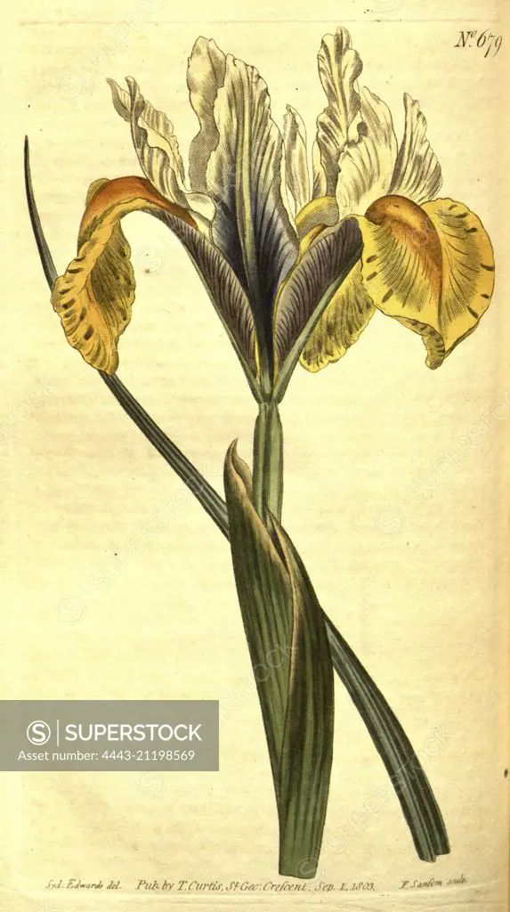 Botanical print by Sydenham Teast Edwards 1768 - 1819, Sydenham Edwards was a natural history illustrator, British, UK, colour lithograph, botanical artist. From the Liszt Masterpieces of Botanical Illustration Collection.