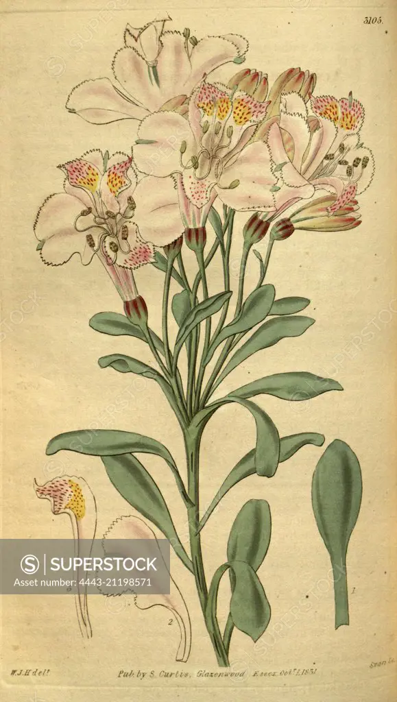 Botanical print by Sir William Jackson Hooker, FRS, 1785 - 1865, English botanical illustrator. He held the post of Regius Professor of Botany at Glasgow University, and was Director of the Royal Botanic Gardens, Kew. From the Liszt Masterpieces of Botanical Illustration Collection.