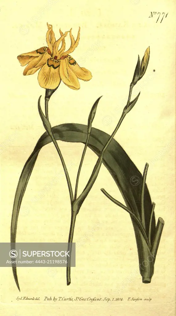 Botanical print by Sydenham Teast Edwards 1768 - 1819, Sydenham Edwards was a natural history illustrator, British, UK, colour lithograph, botanical artist. From the Liszt Masterpieces of Botanical Illustration Collection.