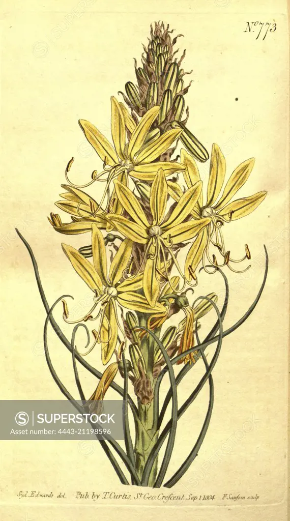 Botanical print by Sydenham Teast Edwards 1768 - 1819, Sydenham Edwards was a natural history illustrator, British, UK, colour lithograph, botanical artist. From the Liszt Masterpieces of Botanical Illustration Collection.