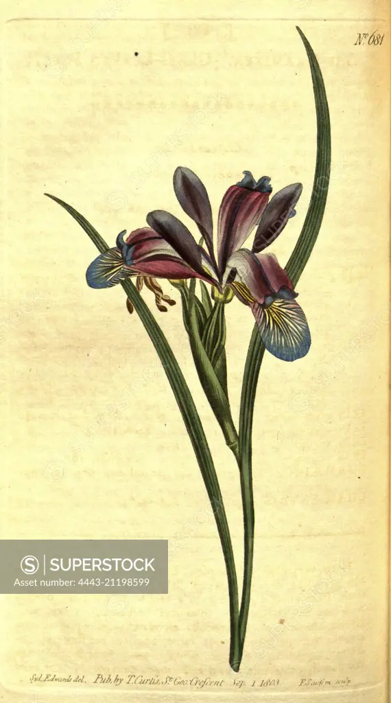 Botanical print by Sydenham Teast Edwards 1768 - 1819, Sydenham Edwards was a natural history illustrator, British, UK, colour lithograph, botanical artist. From the Liszt Masterpieces of Botanical Illustration Collection.