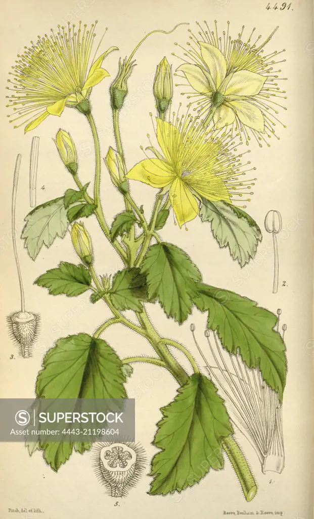 Botanical Print by Walter Hood Fitch 1817 - 1892, W.H. Fitch was an botanical illustrator and artist, born in Glasgow, Scotland, UK, colour lithograph. From the Liszt Masterpieces of Botanical Illustration Collection.