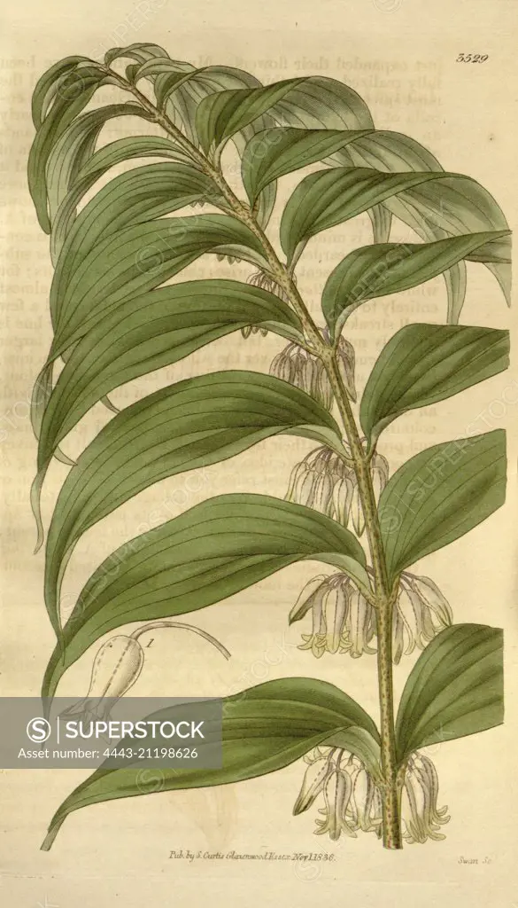 Botanical print or English natural history illustration by Joseph Swan 1796-1872, British Engraver. From the Liszt Masterpieces of Botanical Illustration Collection.