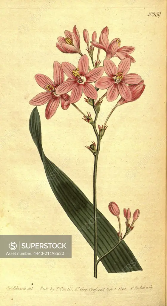 Botanical print by Sydenham Teast Edwards 1768 - 1819, Sydenham Edwards was a natural history illustrator, British, UK, colour lithograph, botanical artist. From the Liszt Masterpieces of Botanical Illustration Collection.