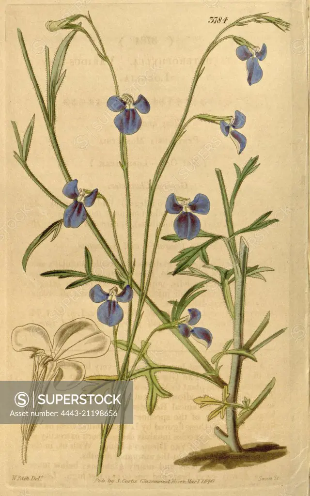 Botanical Print by Walter Hood Fitch 1817 - 1892, W.H. Fitch was an botanical illustrator and artist, born in Glasgow, Scotland, UK, colour lithograph. From the Liszt Masterpieces of Botanical Illustration Collection.