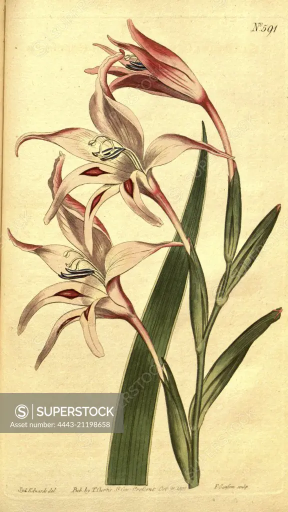 Botanical print by Sydenham Teast Edwards 1768 - 1819, Sydenham Edwards was a natural history illustrator, British, UK, colour lithograph, botanical artist. From the Liszt Masterpieces of Botanical Illustration Collection.