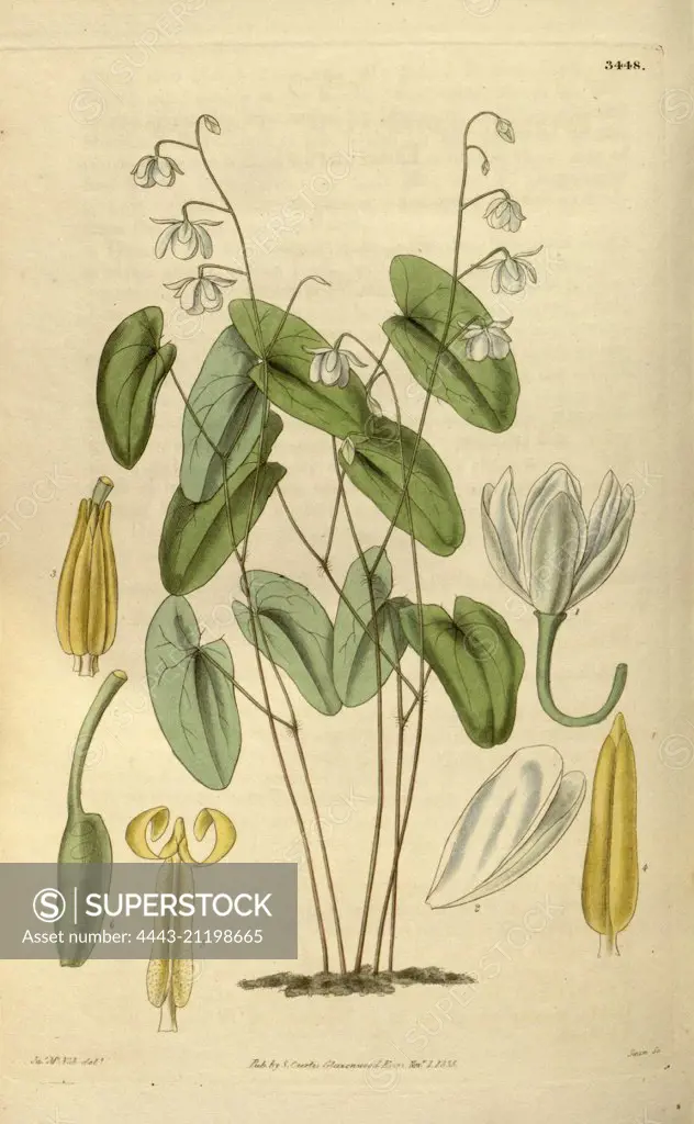 Botanical print or English natural history illustration by Joseph Swan 1796-1872, British Engraver. From the Liszt Masterpieces of Botanical Illustration Collection.