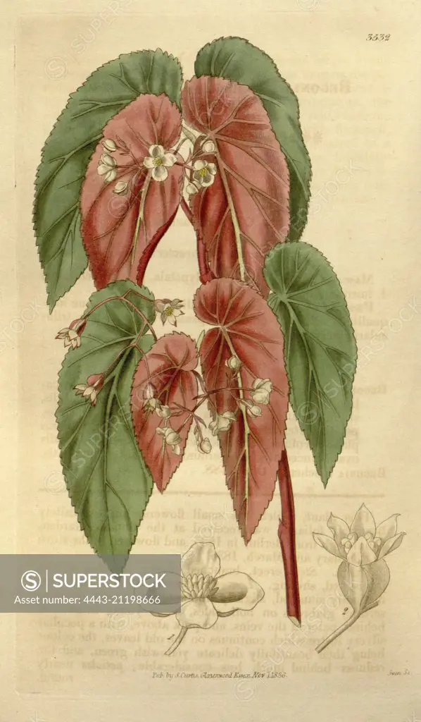 Botanical print or English natural history illustration by Joseph Swan 1796-1872, British Engraver. From the Liszt Masterpieces of Botanical Illustration Collection.