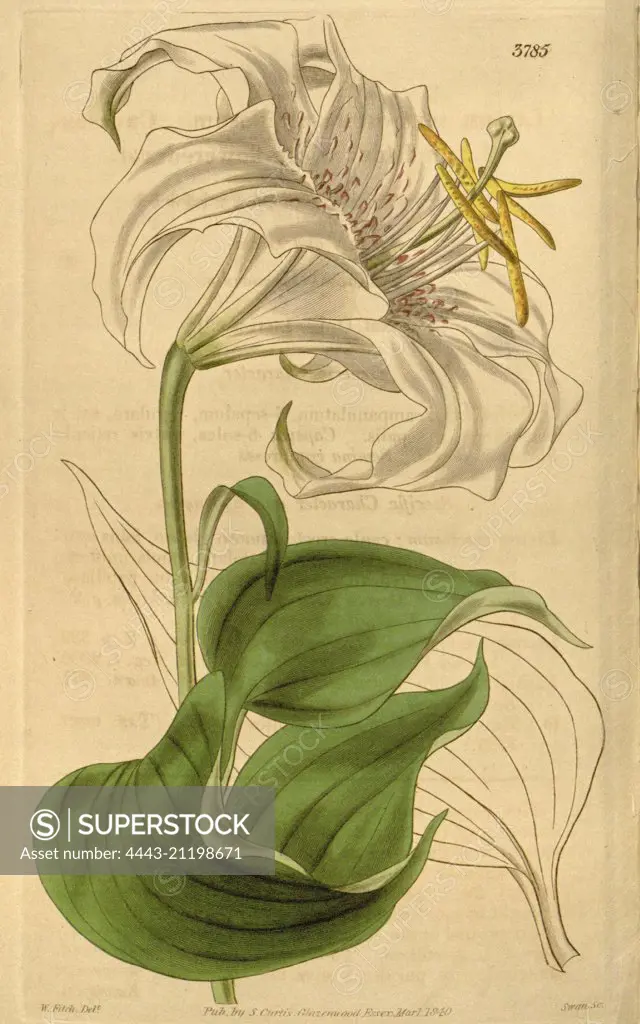 Botanical Print by Walter Hood Fitch 1817 - 1892, W.H. Fitch was an botanical illustrator and artist, born in Glasgow, Scotland, UK, colour lithograph. From the Liszt Masterpieces of Botanical Illustration Collection.