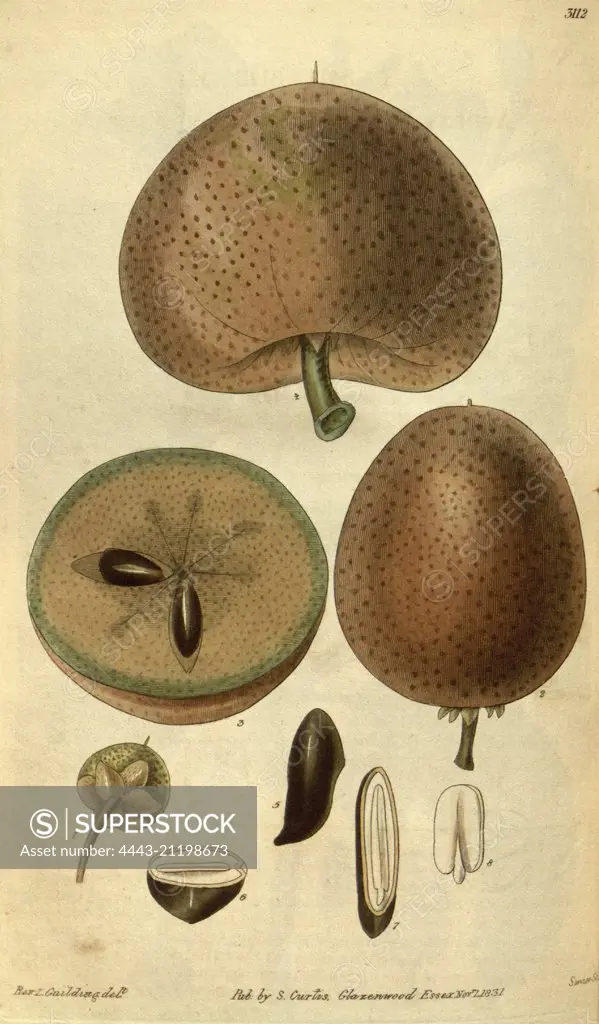 Botanical print or English natural history illustration by Joseph Swan 1796-1872, British Engraver. From the Liszt Masterpieces of Botanical Illustration Collection.