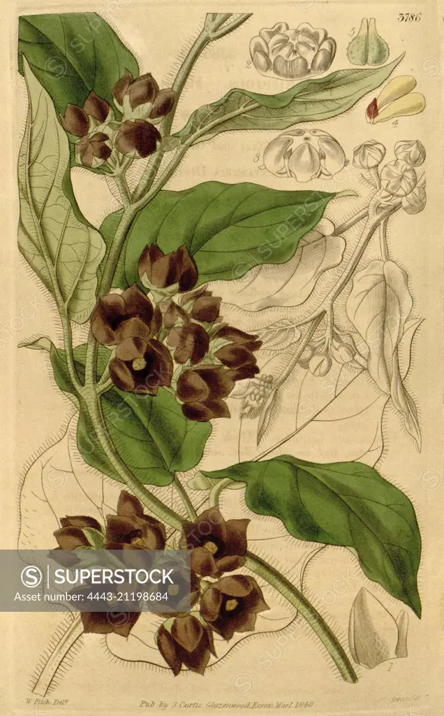 Botanical Print by Walter Hood Fitch 1817 - 1892, W.H. Fitch was an botanical illustrator and artist, born in Glasgow, Scotland, UK, colour lithograph. From the Liszt Masterpieces of Botanical Illustration Collection.