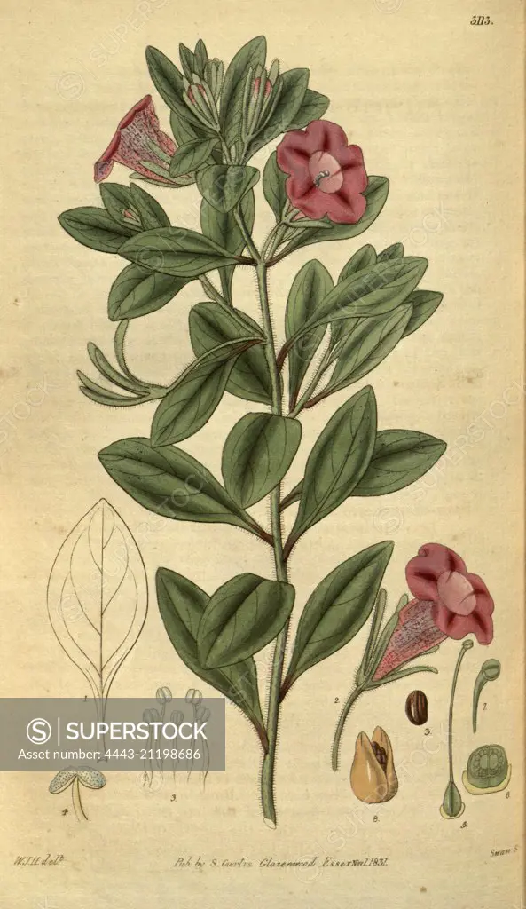 Botanical print by Sir William Jackson Hooker, FRS, 1785 - 1865, English botanical illustrator. He held the post of Regius Professor of Botany at Glasgow University, and was Director of the Royal Botanic Gardens, Kew. From the Liszt Masterpieces of Botanical Illustration Collection.