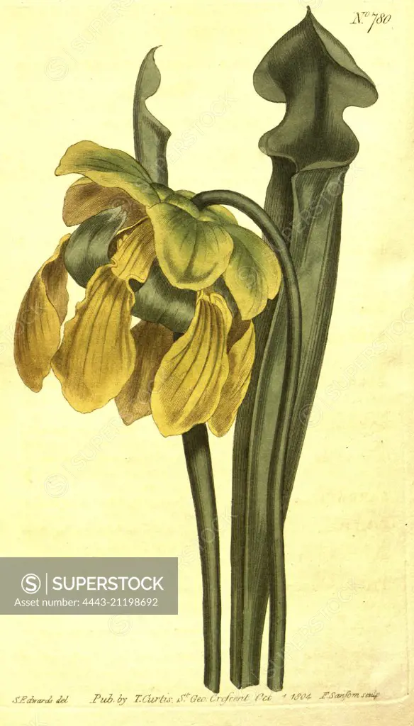 Botanical print by Sydenham Teast Edwards 1768 - 1819, Sydenham Edwards was a natural history illustrator, British, UK, colour lithograph, botanical artist. From the Liszt Masterpieces of Botanical Illustration Collection.