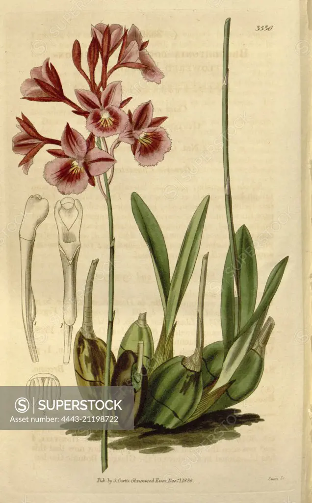 Botanical print or English natural history illustration by Joseph Swan 1796-1872, British Engraver. From the Liszt Masterpieces of Botanical Illustration Collection.