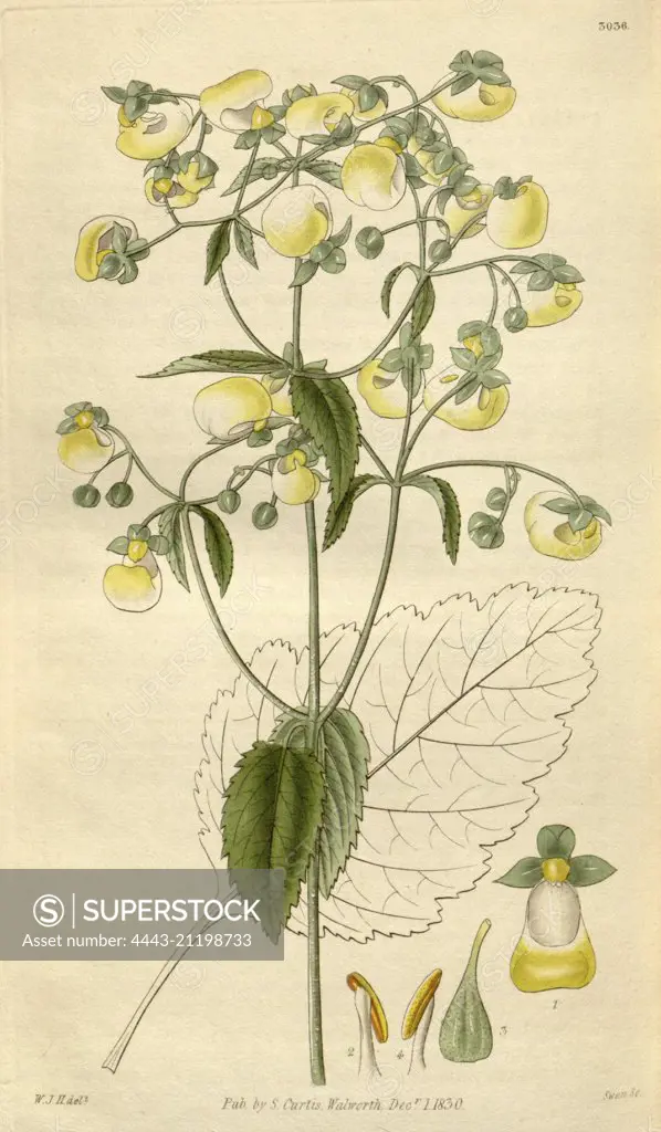 Botanical print by Sir William Jackson Hooker, FRS, 1785 - 1865, English botanical illustrator. He held the post of Regius Professor of Botany at Glasgow University, and was Director of the Royal Botanic Gardens, Kew. From the Liszt Masterpieces of Botanical Illustration Collection.