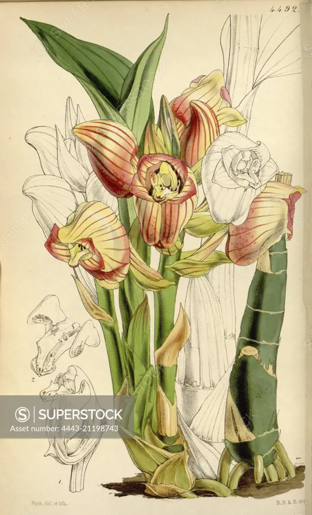 Botanical Print by Walter Hood Fitch 1817 - 1892, W.H. Fitch was an botanical illustrator and artist, born in Glasgow, Scotland, UK, colour lithograph. From the Liszt Masterpieces of Botanical Illustration Collection.