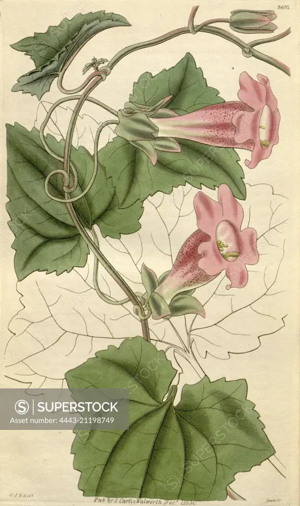 Botanical print by Sir William Jackson Hooker, FRS, 1785 - 1865, English botanical illustrator. He held the post of Regius Professor of Botany at Glasgow University, and was Director of the Royal Botanic Gardens, Kew. From the Liszt Masterpieces of Botanical Illustration Collection.