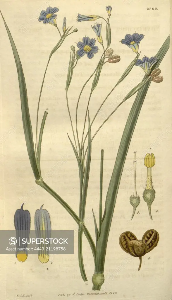 Botanical print by Sir William Jackson Hooker, FRS, 1785 - 1865, English botanical illustrator. He held the post of Regius Professor of Botany at Glasgow University, and was Director of the Royal Botanic Gardens, Kew. From the Liszt Masterpieces of Botanical Illustration Collection.