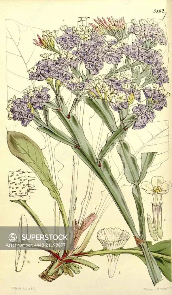 Botanical Print by Walter Hood Fitch 1817 - 1892, W.H. Fitch was an botanical illustrator and artist, born in Glasgow, Scotland, UK, colour lithograph. From the Liszt Masterpieces of Botanical Illustration Collection.