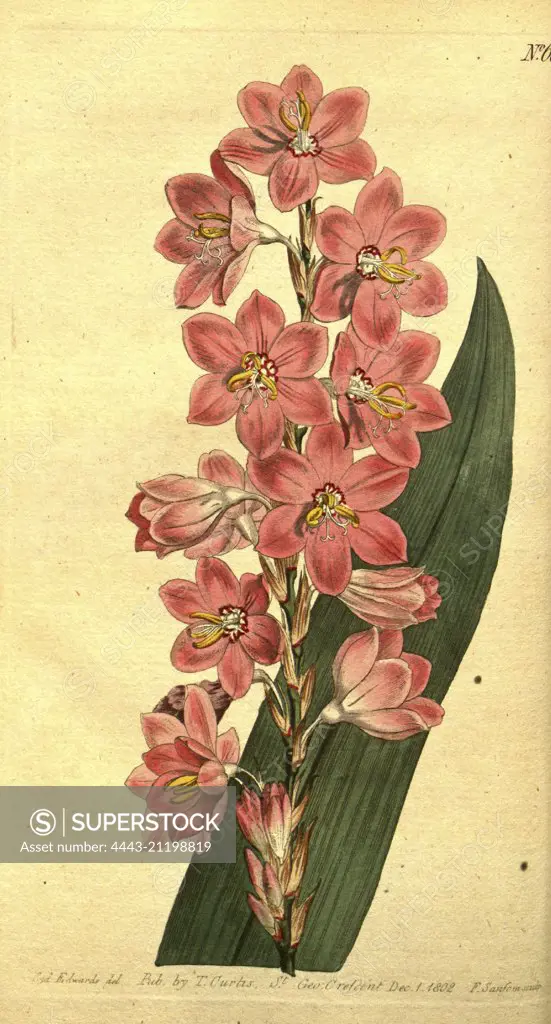 Botanical print by Sydenham Teast Edwards 1768 - 1819, Sydenham Edwards was a natural history illustrator, British, UK, colour lithograph, botanical artist. From the Liszt Masterpieces of Botanical Illustration Collection.