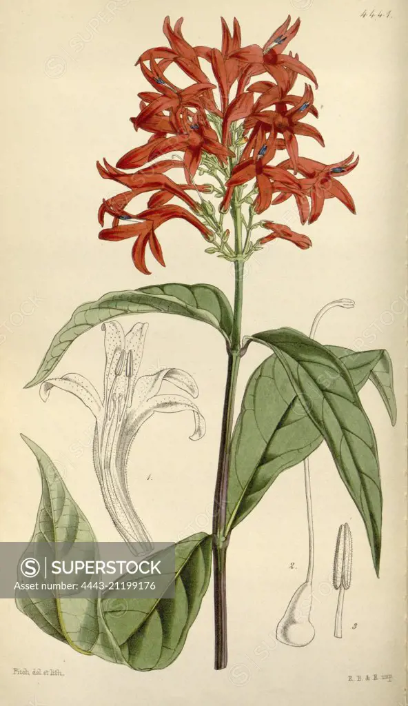 Botanical Print by Walter Hood Fitch 1817 - 1892, W.H. Fitch was an botanical illustrator and artist, born in Glasgow, Scotland, UK, colour lithograph. From the Liszt Masterpieces of Botanical Illustration Collection.