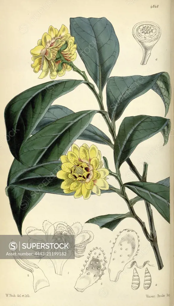 Botanical Print by Walter Hood Fitch 1817 - 1892, W.H. Fitch was an botanical illustrator and artist, born in Glasgow, Scotland, UK, colour lithograph. From the Liszt Masterpieces of Botanical Illustration Collection.