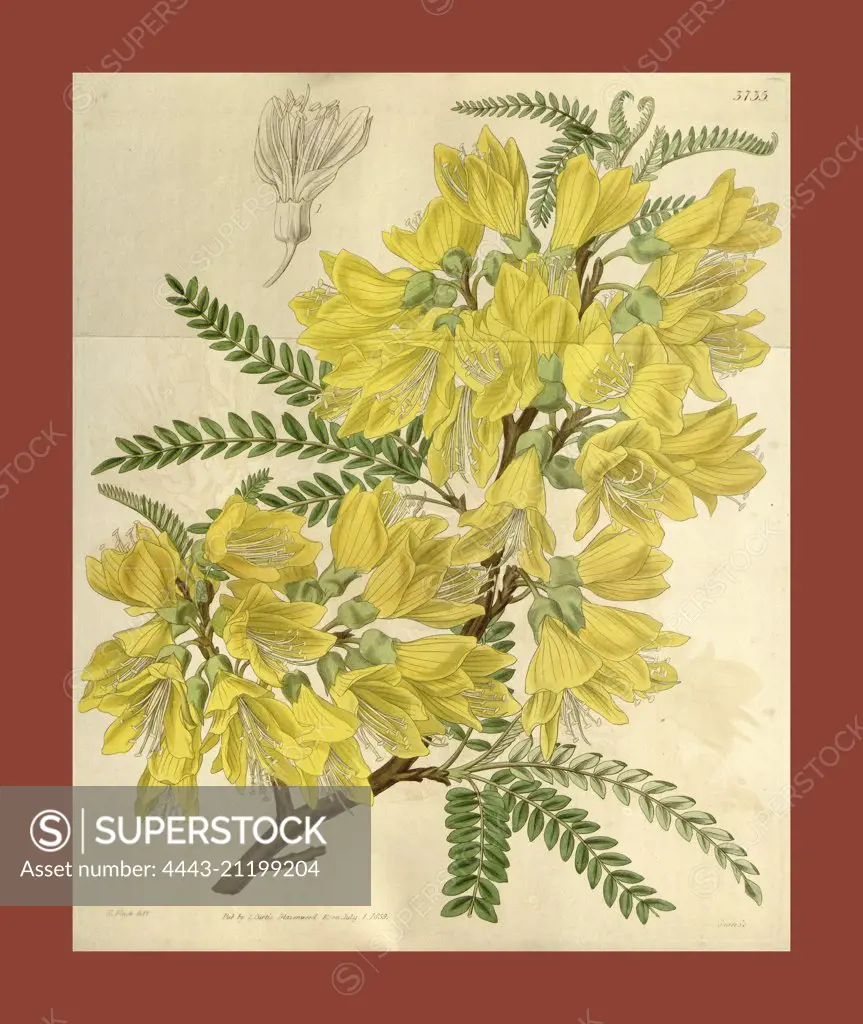 Botanical Print by Walter Hood Fitch 1817 - 1892, W.H. Fitch was an botanical illustrator and artist, born in Glasgow,  Scotland, UK, colour lithograph