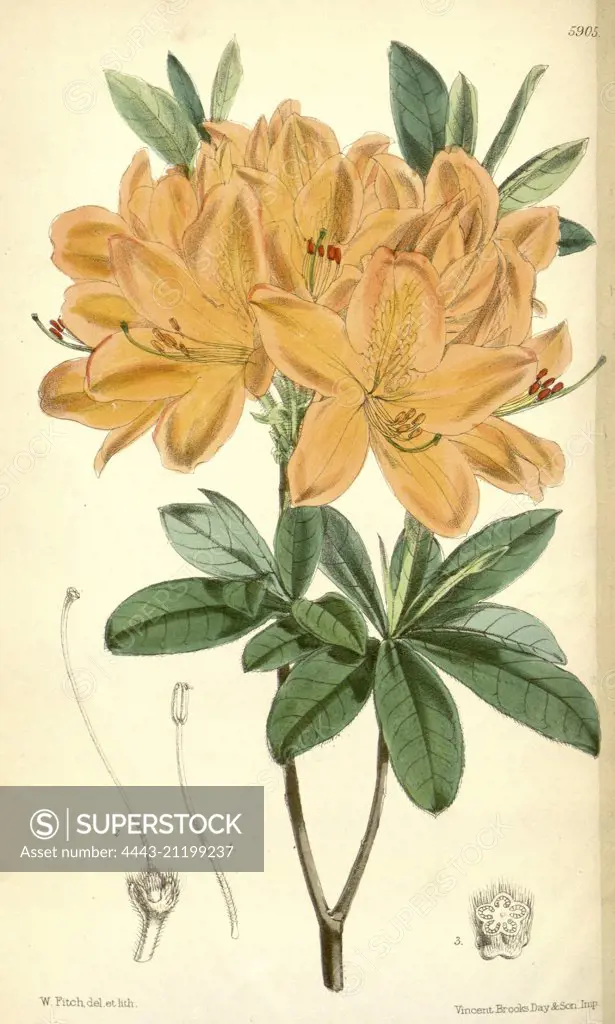 Botanical Print by Walter Hood Fitch 1817 - 1892, W.H. Fitch was an botanical illustrator and artist, born in Glasgow,  Scotland, UK, colour lithograph