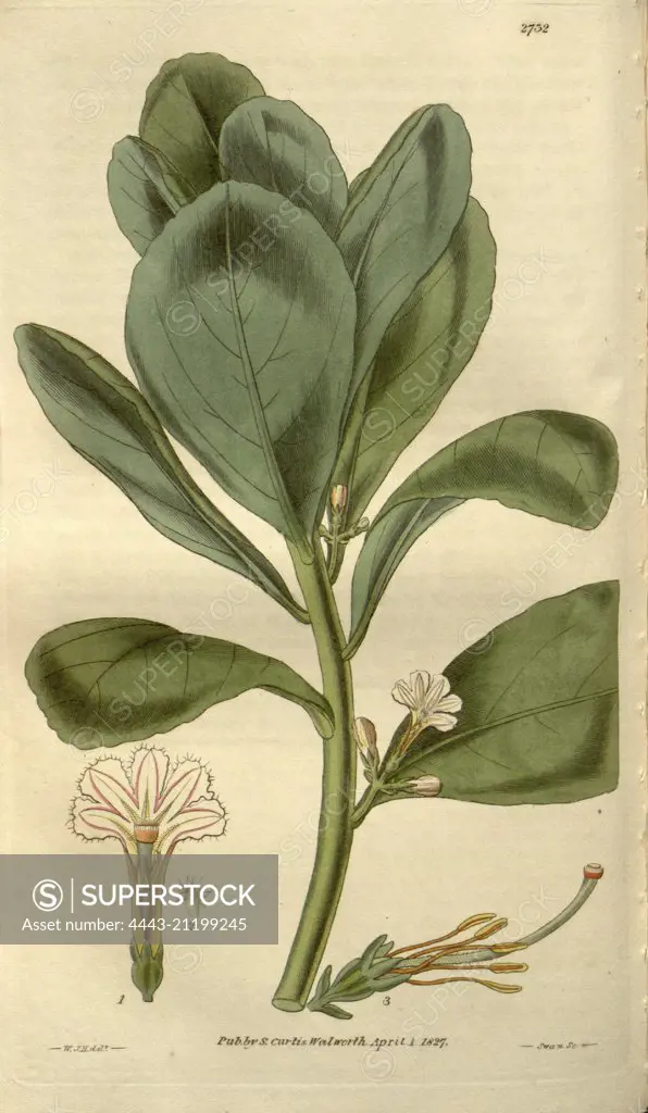 Botanical print by Sir William Jackson Hooker, FRS, 1785 - 1865, English botanical illustrator. He held the post of Regius Professor of Botany at Glasgow University, and was Director of the Royal Botanic Gardens, Kew.