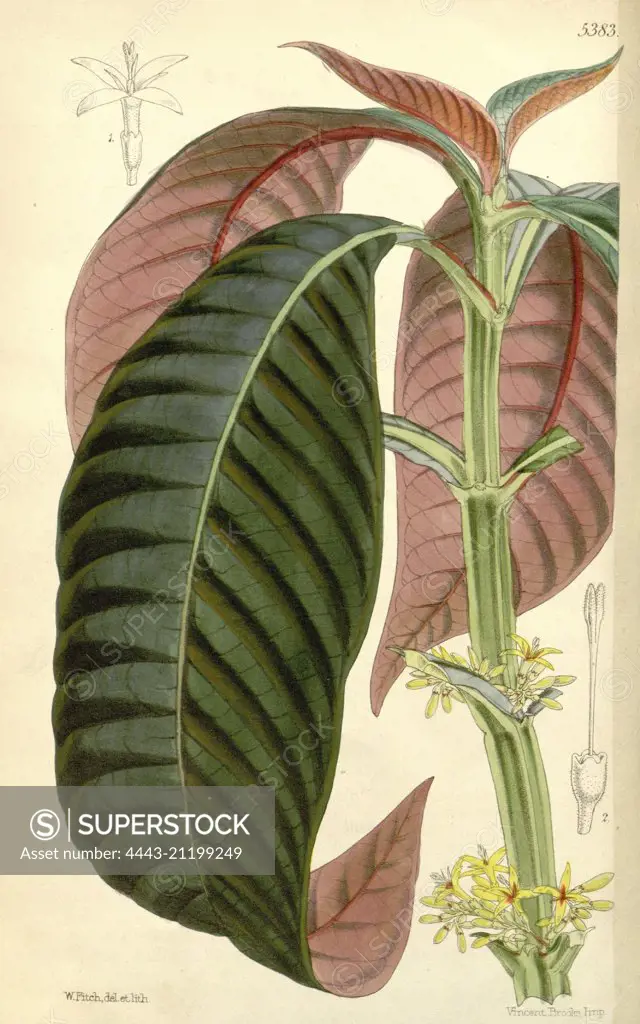 Botanical Print by Walter Hood Fitch 1817 - 1892, botanical illustrator and artist, born in Glasgow, Scotland, UK, colour lithograph