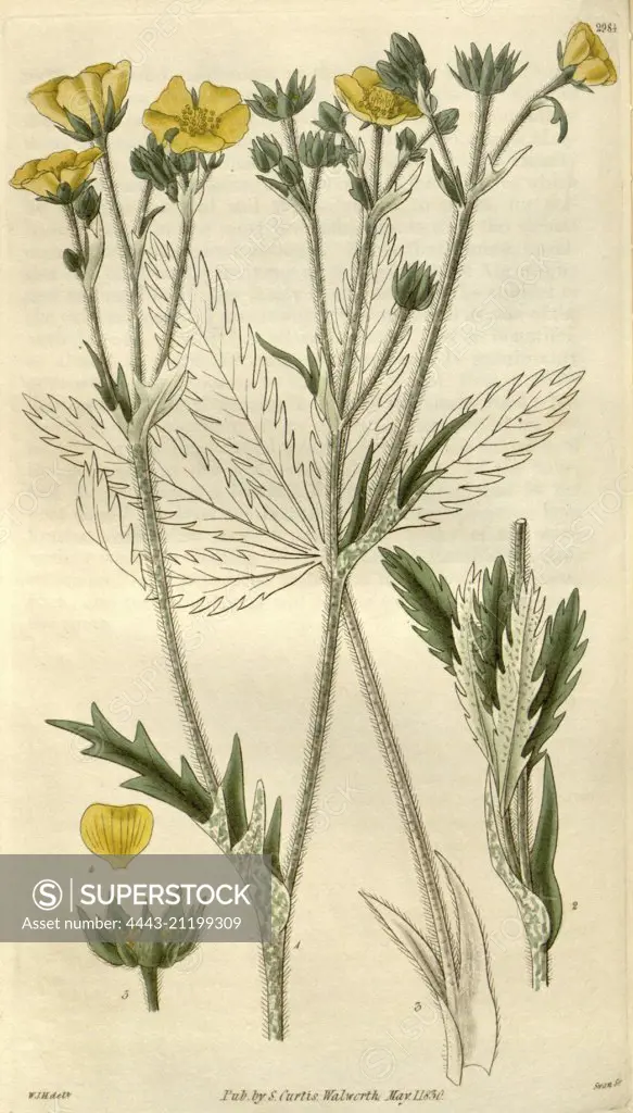 Botanical print by Sir William  Jackson Hooker, FRS, 1785 - 1865,  English botanical illustrator. He  held the post of Regius Professor  of Botany at Glasgow University,  and was Director of the Royal  Botanic Gardens, Kew.