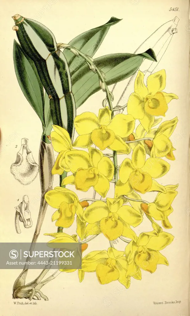 Botanical Print by Walter Hood Fitch 1817 - 1892, botanical illustrator and artist, born in Glasgow, Scotland, UK, colour  lithograph