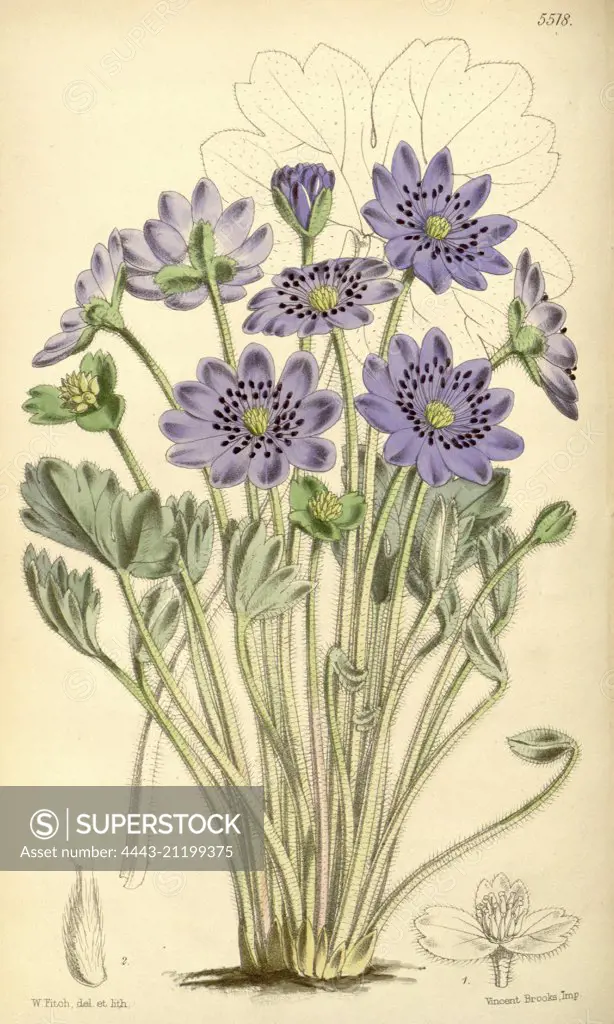 Botanical Print by Walter Hood Fitch 1817 - 1892, botanical illustrator, born in Glasgow, Scotland, UK, colour lithograph