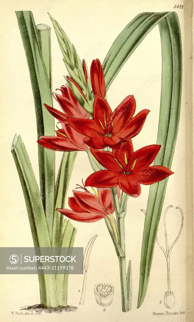 Botanical Print by Walter Hood Fitch 1817 - 1892, botanical illustrator and artist, born in Glasgow, Scotland, UK, colour lithograph