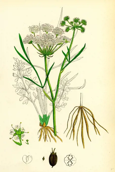 OEnanthe Lachenalii; Parsley Water-Dropwort