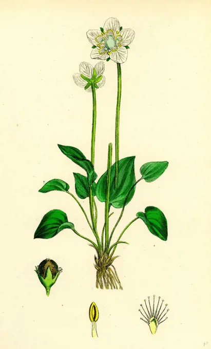 Parnassia palustris; Grass-of-Parnassus