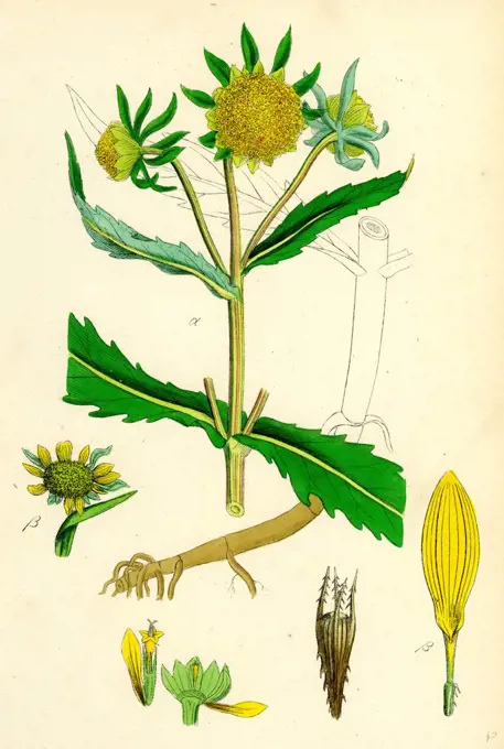 Bidens cernus, var. genuina; Nodding Bur-Marygold, var. a.