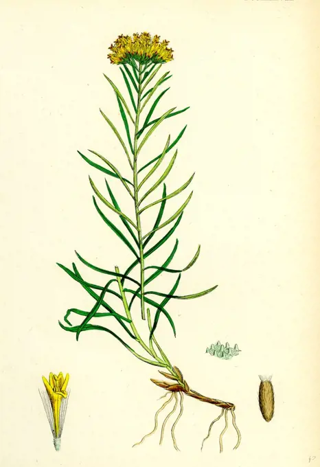 Aster Linosyris; Goldylocks