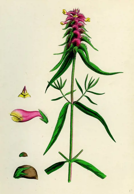 Melampyrum cristatum; Crested Cow-wheat