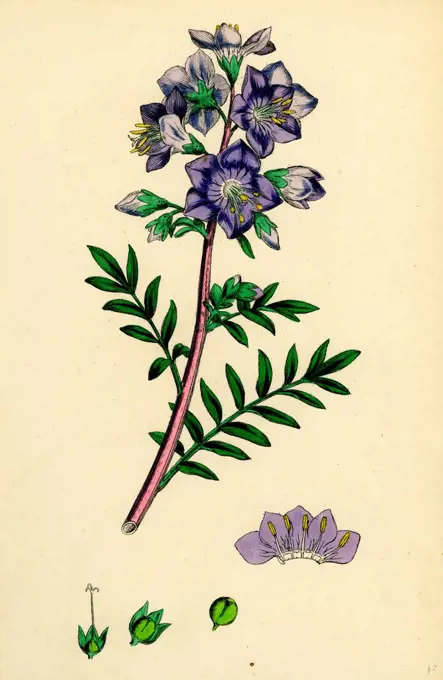 Polemonium caeruleum; Jacob's-ladder