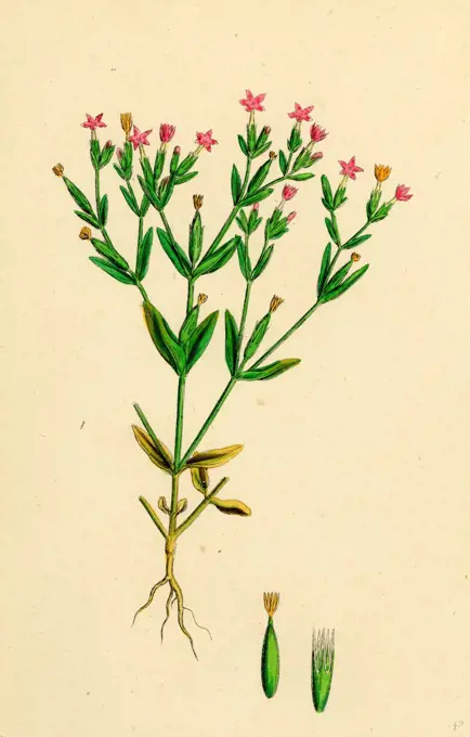 Erythraea pulchella; Slender Centaury