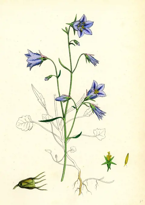 Campanula rotundifolia; Hare-bell