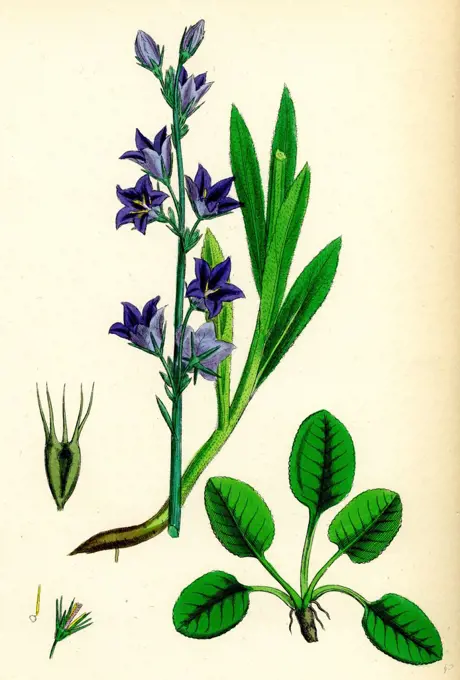 Campanula Rapunculus; Rampion Bell-flower