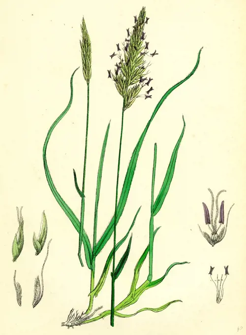 Anthoxanthum odoratum; Sweet-scented Vernal-grass