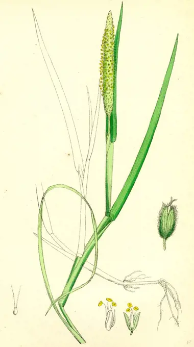 Alopecurus fulvus; Orange anthered Fox-tail-grass