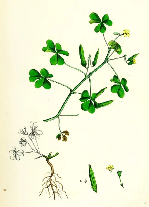 Oxalis corniculata; Procumbent Yellow Sorrel