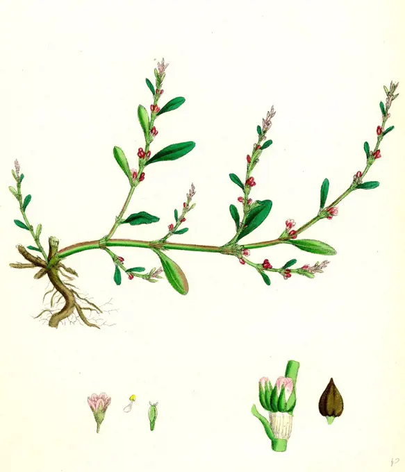 Polygonum aviculare, vulgatum; Common Knot-grass