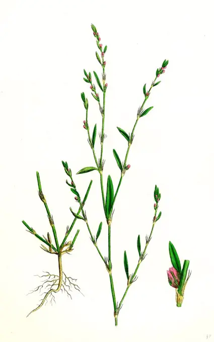 Polygonum aviculare, rurivagum; Common Knot-grass