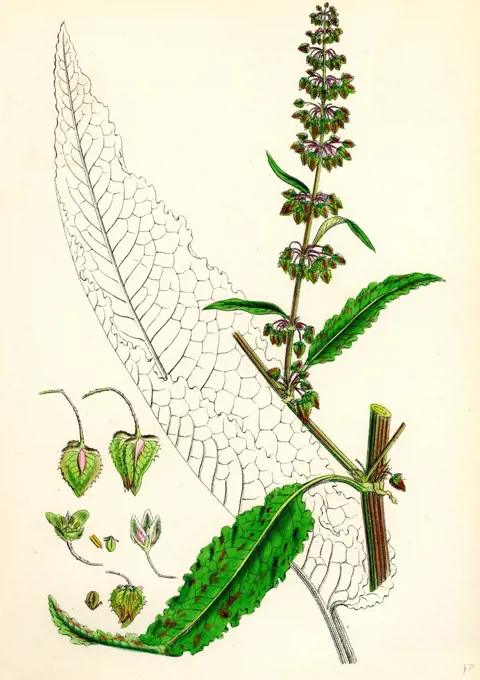 Rumex pratensis; Meadow Dock